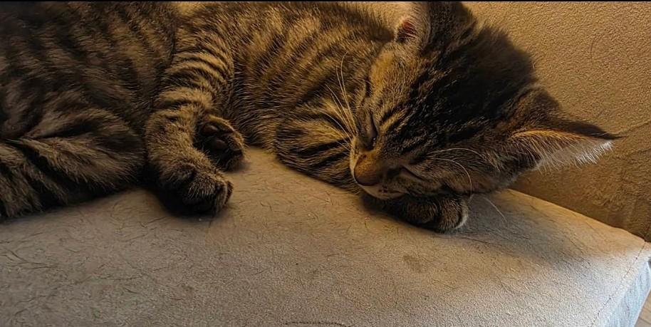 Apollo — thumbnail 2