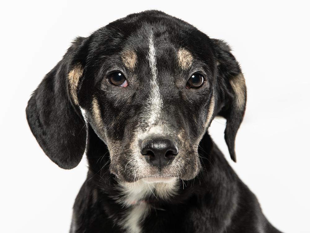 Enlarge Whitt, a Adoptable mixed breed in Edison, NJ image 1/6