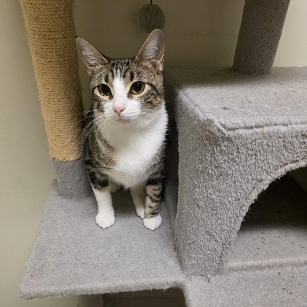 Enlarge Indie, a Adoptable Domestic Short Hair in Midland, TX image 1/1