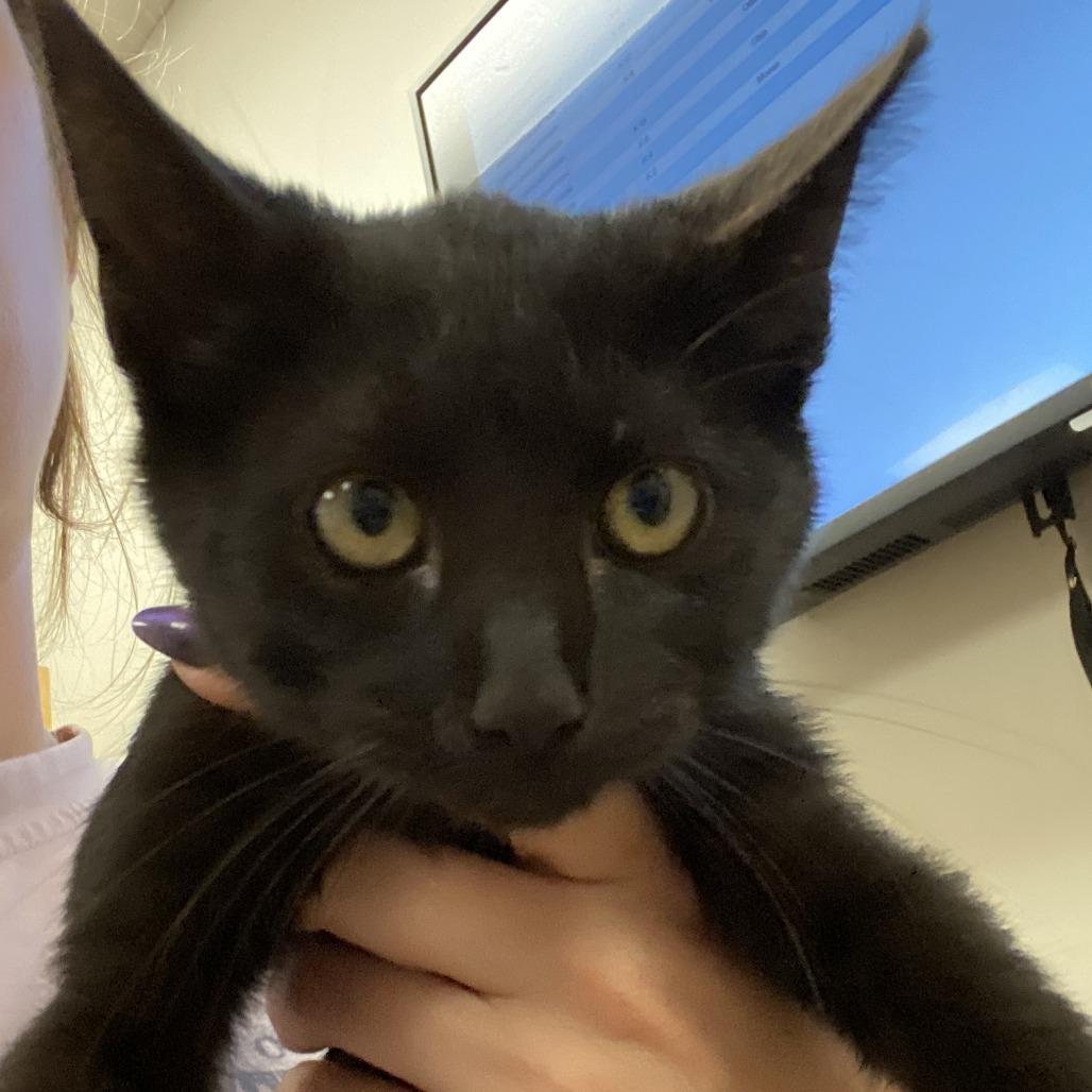 Gina, Adoptable, Kitten Female Domestic Short Hair.