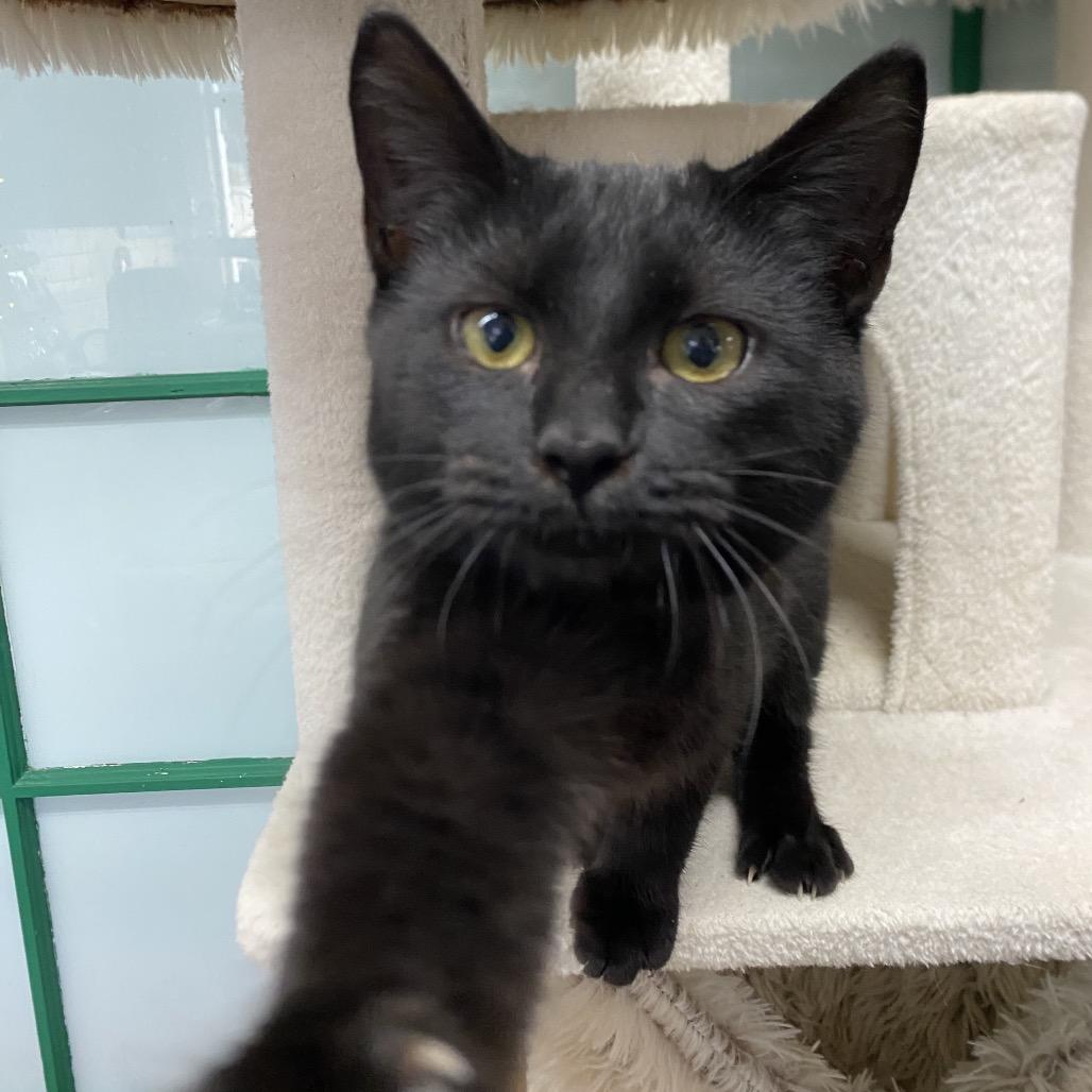 Enlarge Gina, a Adoptable Domestic Short Hair in West Point, MS image 2/3