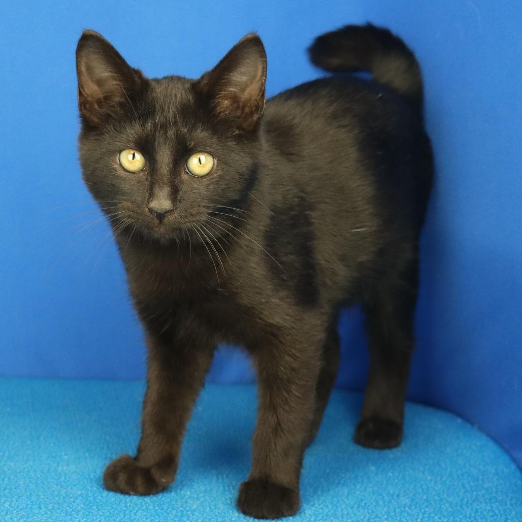 Enlarge Gina, a Adoptable Domestic Short Hair in West Point, MS image 3/3