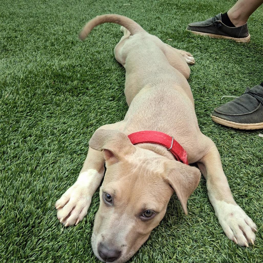 Enlarge Hobbs, a Adoptable Mixed Breed in Hamilton, GA image 1/6