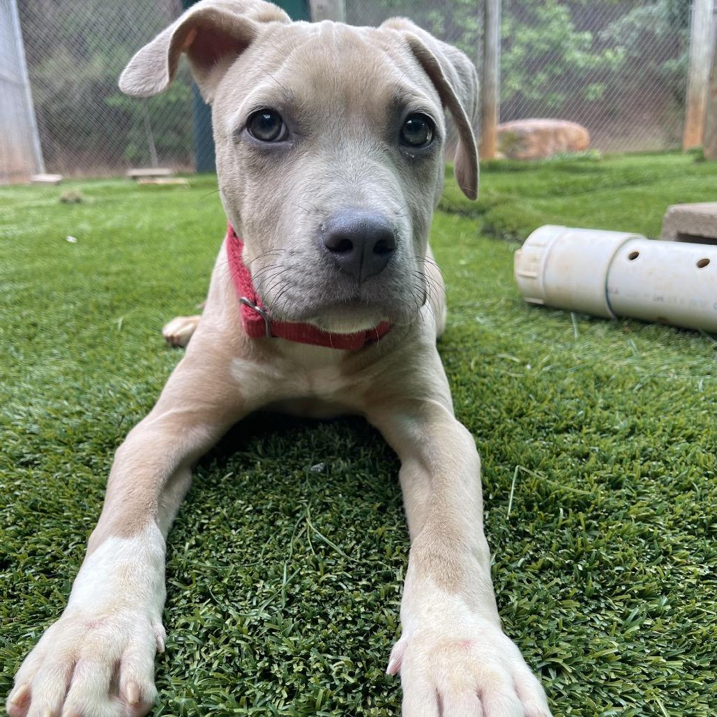 Enlarge Hobbs, a Adoptable Mixed Breed in Hamilton, GA image 2/6