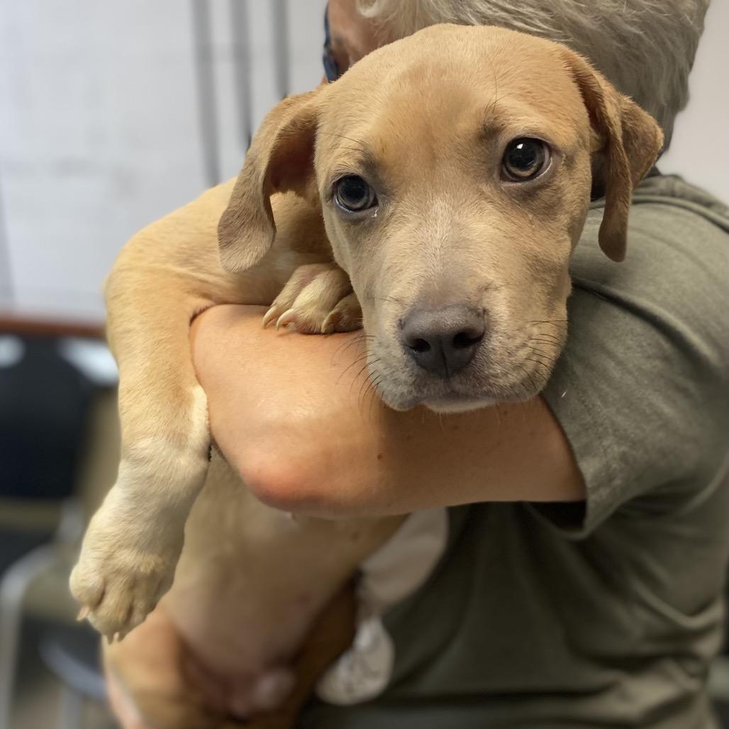 Enlarge Hobbs, a Adoptable Mixed Breed in Hamilton, GA image 3/6