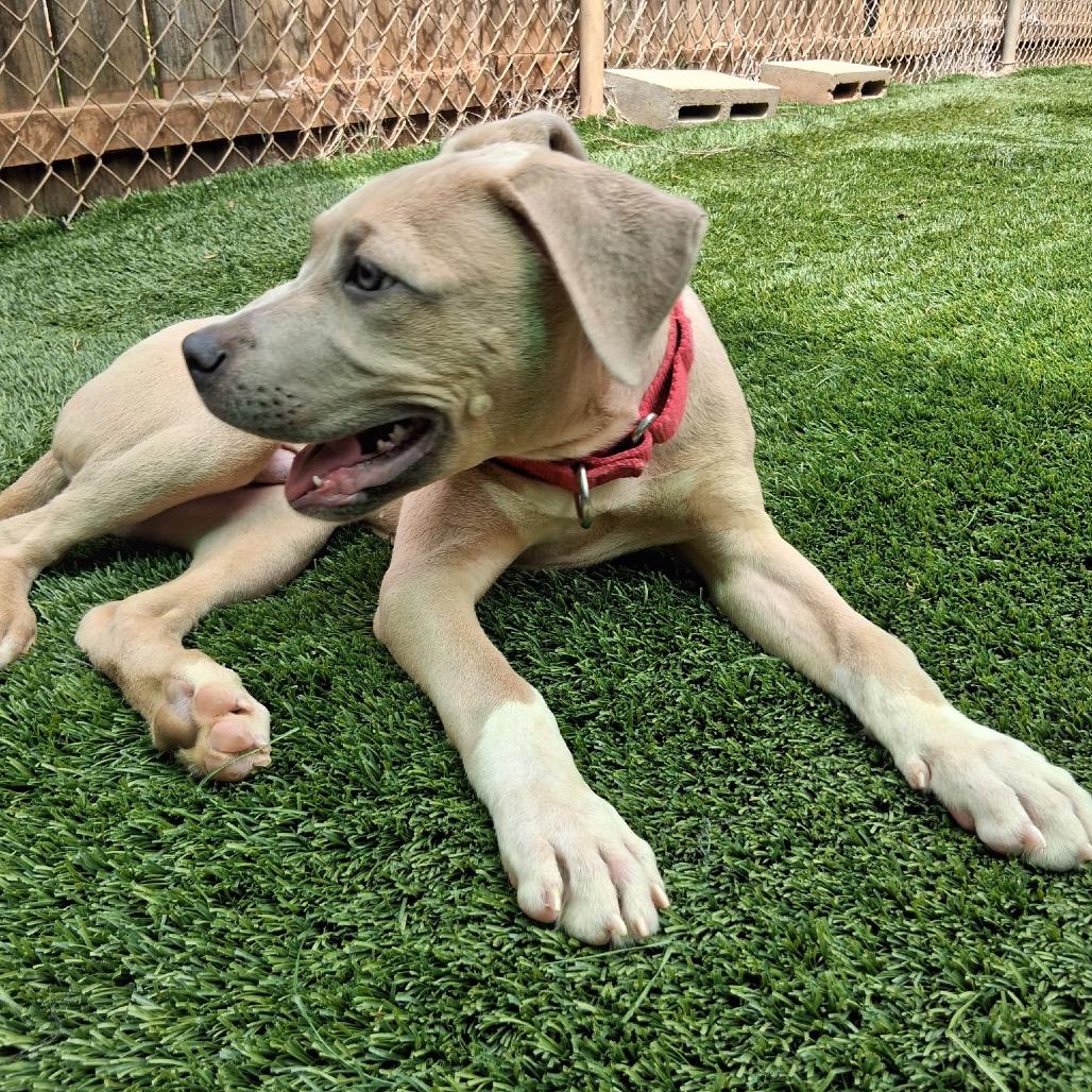 Enlarge Hobbs, a Adoptable Mixed Breed in Hamilton, GA image 4/6