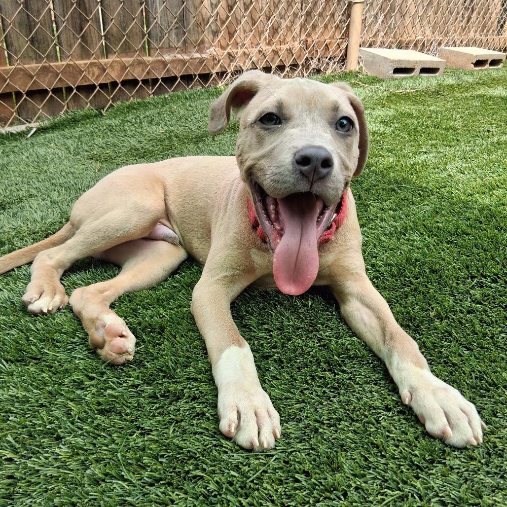 Enlarge Hobbs, a Adoptable Mixed Breed in Hamilton, GA image 5/6