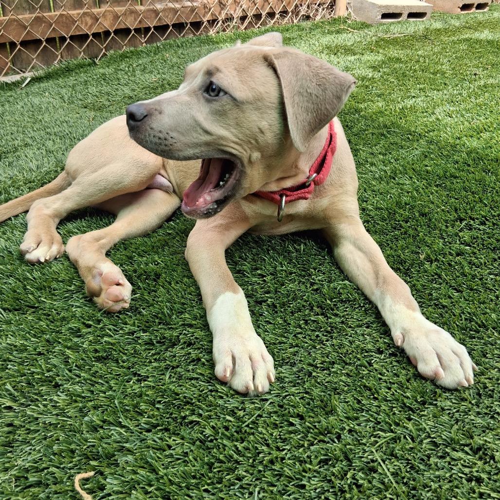 Enlarge Hobbs, a Adoptable Mixed Breed in Hamilton, GA image 6/6