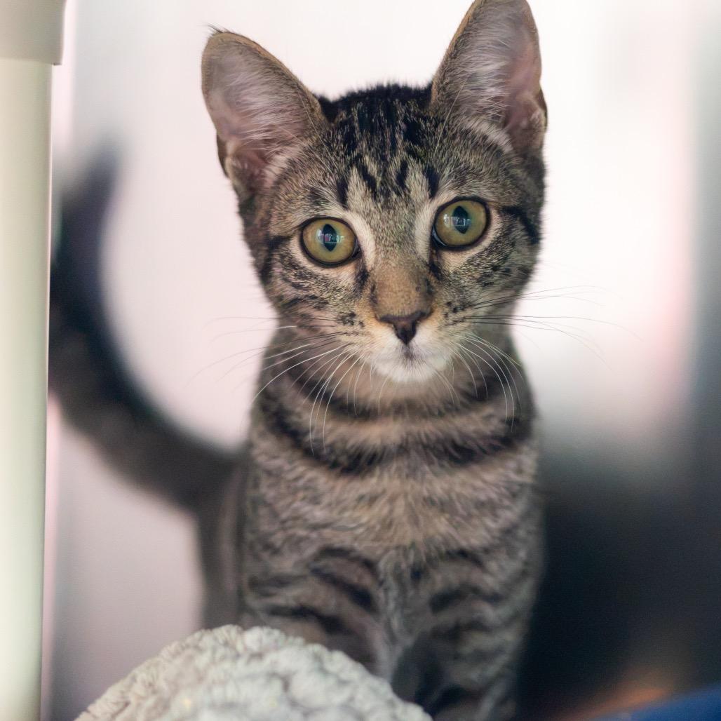 Savanna (bonded with Jericho), Adoptable, Young Female Domestic Short Hair.