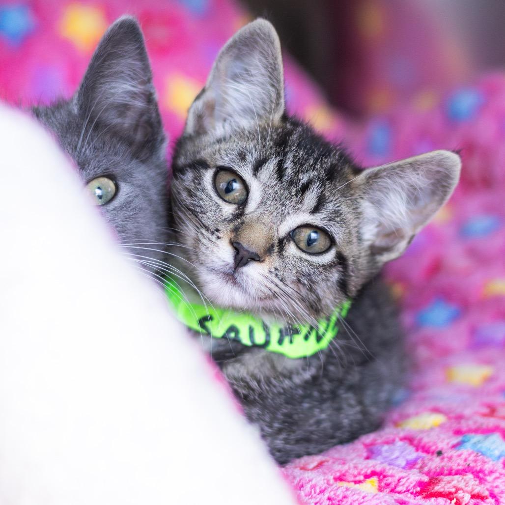 Enlarge Savanna (bonded with Jericho), a Adoptable Domestic Short Hair in Wilmington, DE image 2/6