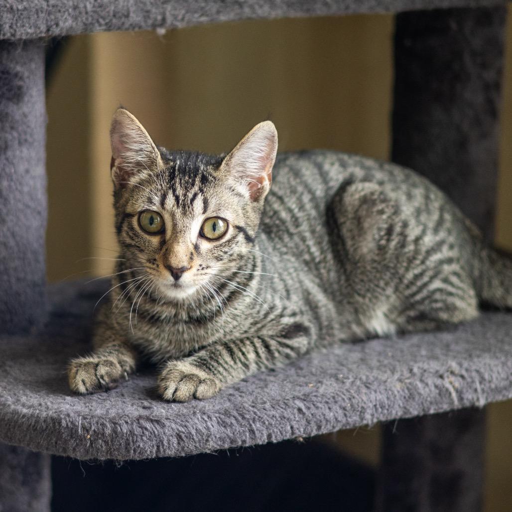 Enlarge Savanna (bonded with Jericho), a Adoptable Domestic Short Hair in Wilmington, DE image 6/6