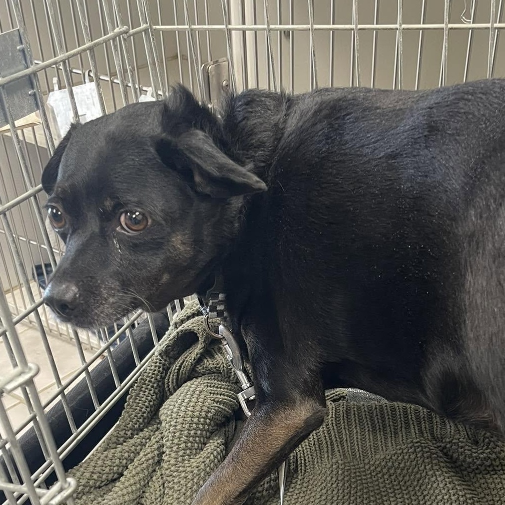 Enlarge Pepper, a ADOPTABLE Chihuahua in Blue Springs, MO image 1/2