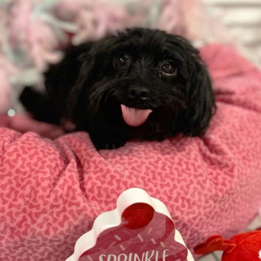 EBONY MARIE, Adoptable, Adult Female Yorkshire Terrier.