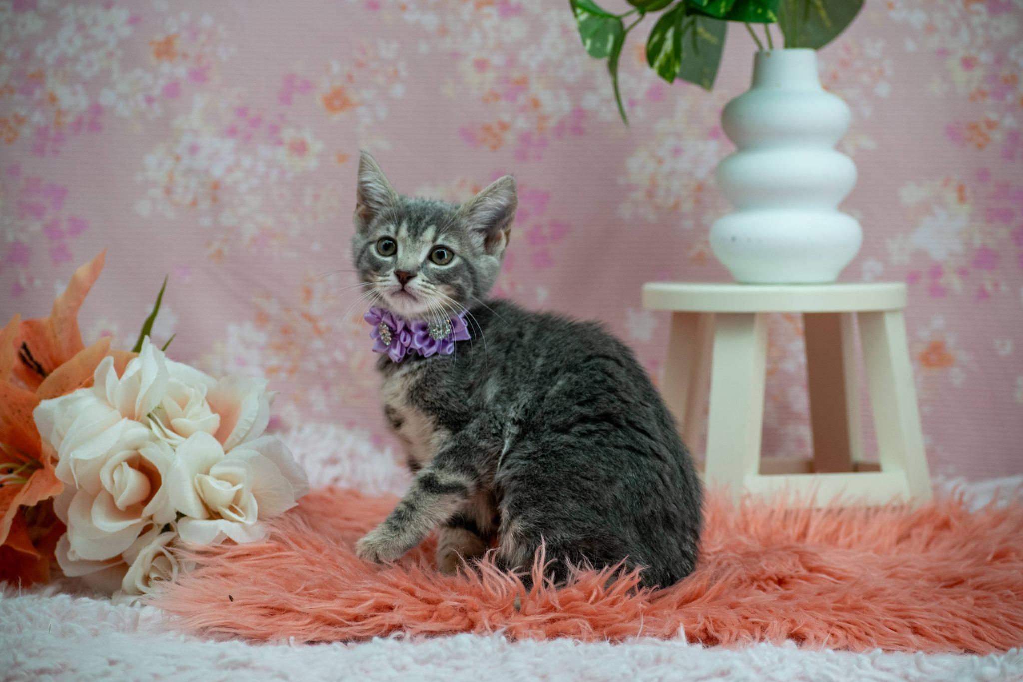 Lilac, an adopted Domestic Short Hair in Sevierville, TN image 2/3