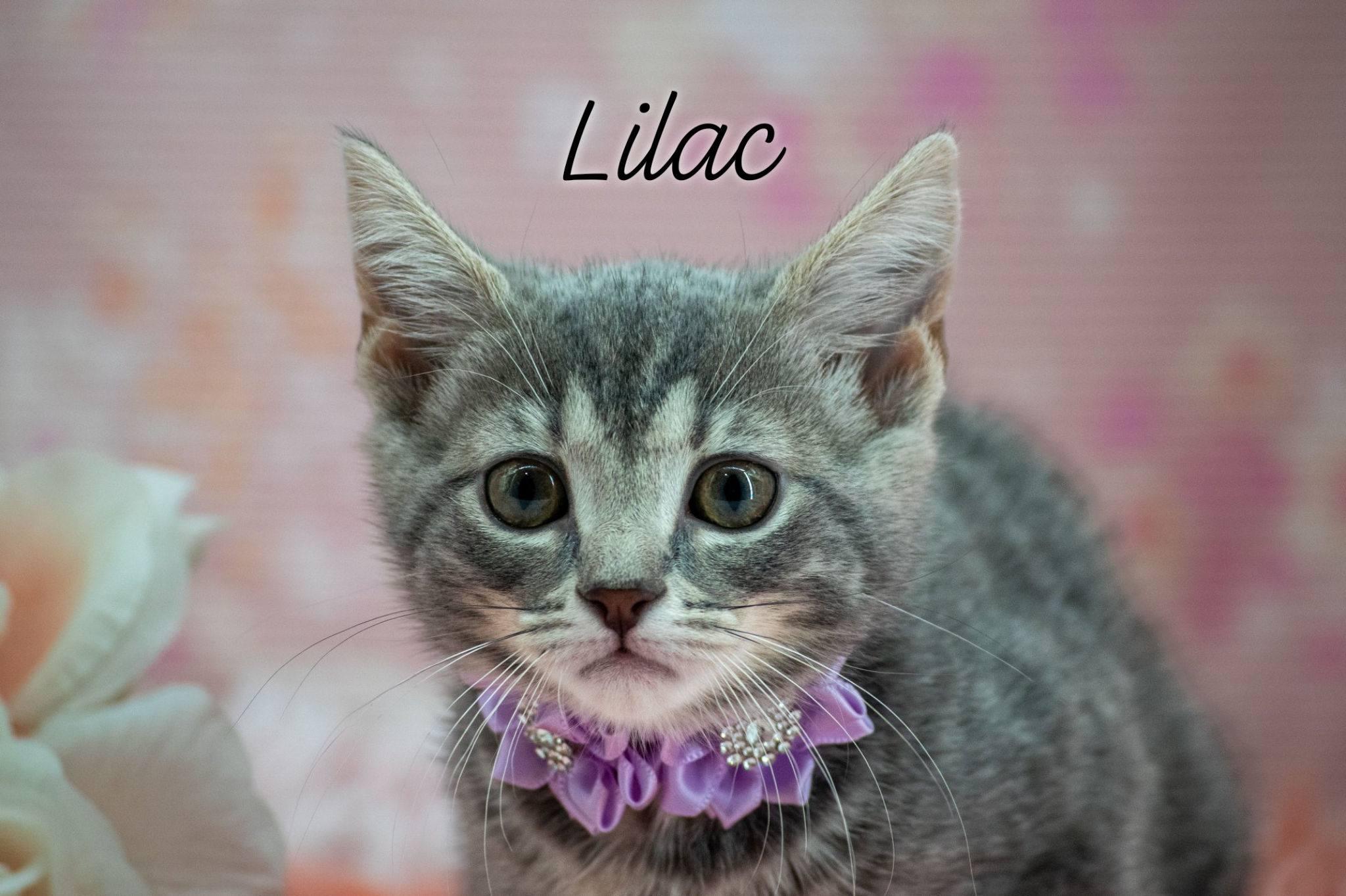 Lilac, adopted, Kitten Female Domestic Short Hair.