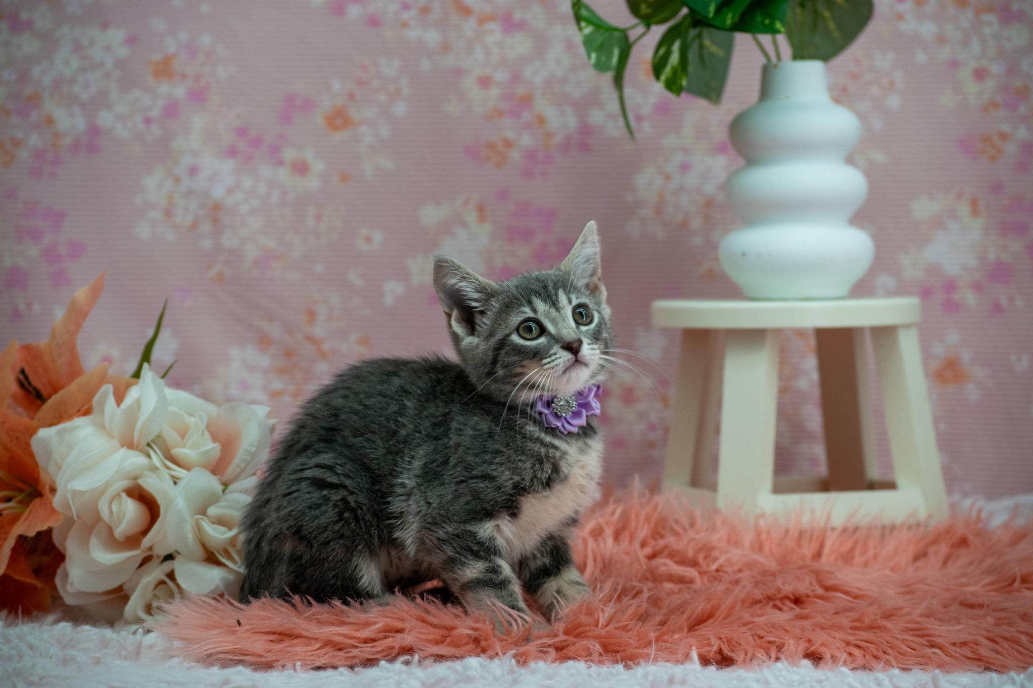 Lilac, an adopted Domestic Short Hair in Sevierville, TN image 3/3