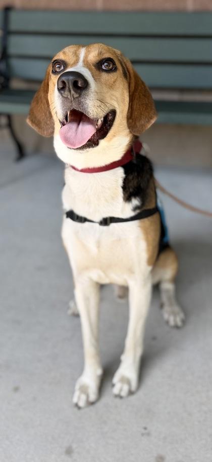 06563B Bolt- Adoption Ambassador, Adoptable, Adult Male Foxhound & Mixed Breed.