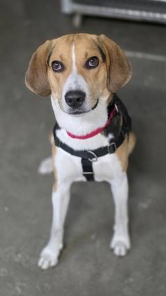Enlarge 06563B Bolt- Adoption Ambassador, a Adoptable mixed breed in North Charleston, SC image 3/3