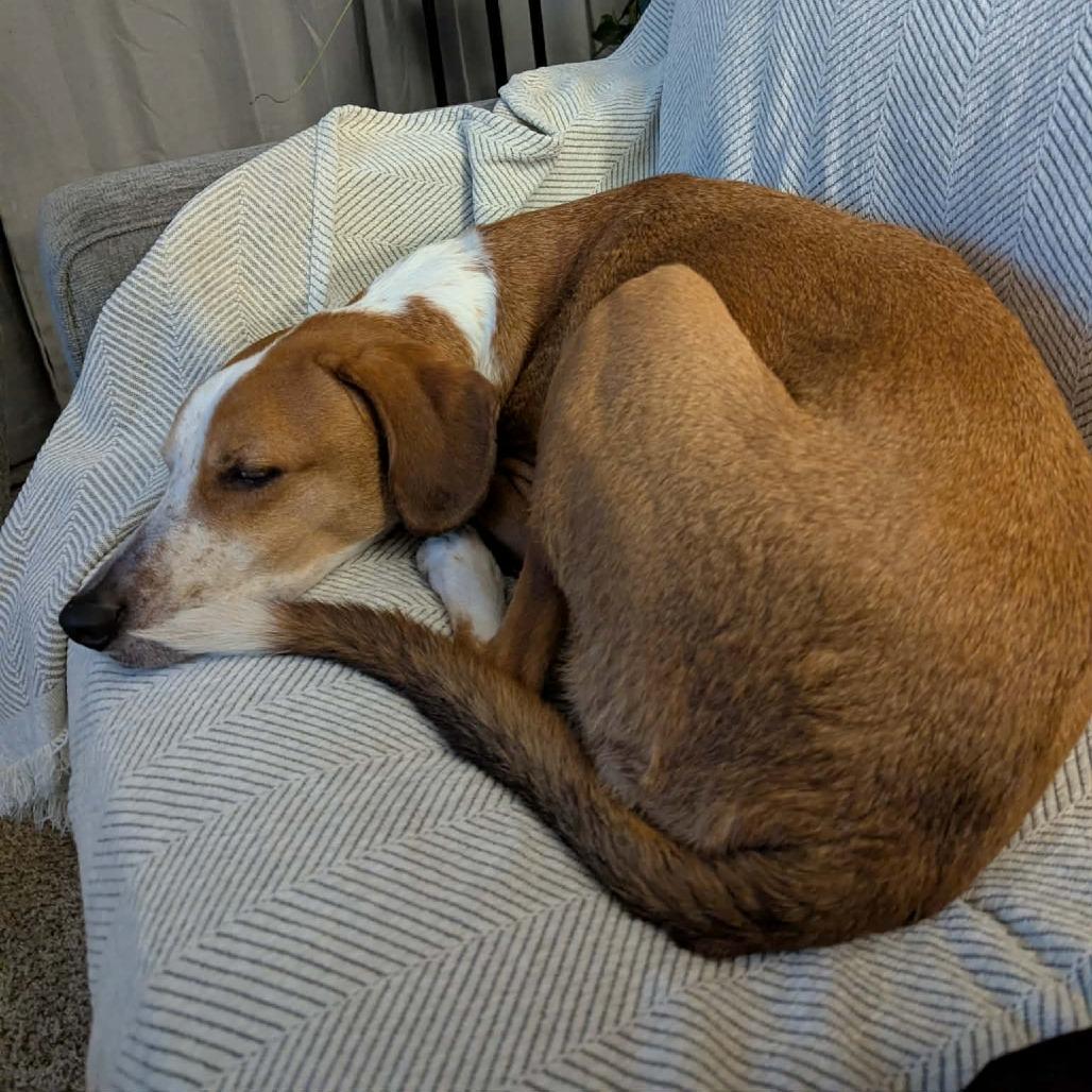 Freddie, Adoptable, Adult Male Hound & Mixed Breed.