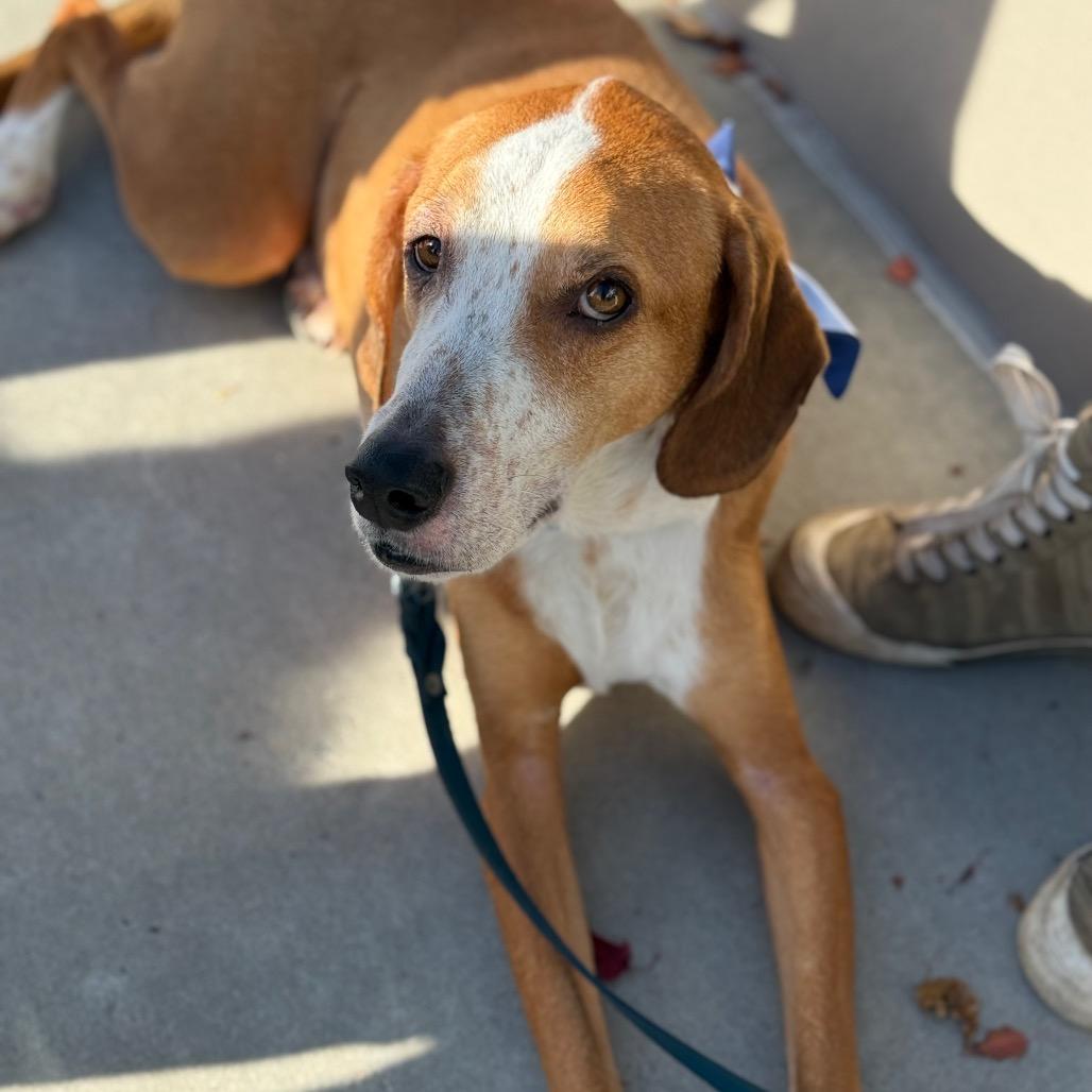 Enlarge Freddie, a Adoptable mixed breed in Olathe, KS image 2/5