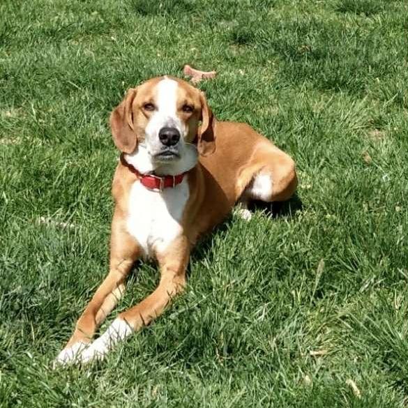 Enlarge Freddie, a Adoptable mixed breed in Olathe, KS image 3/5