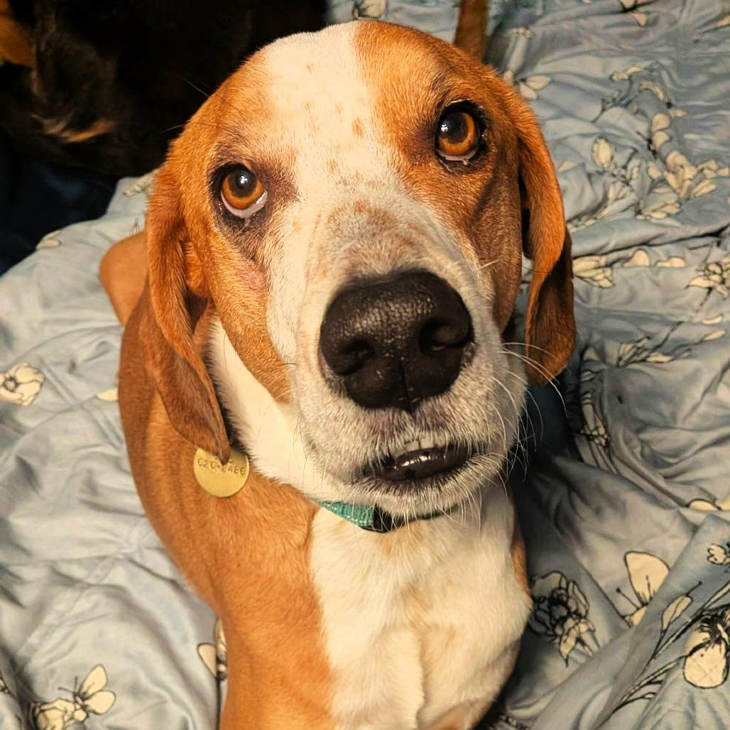 Enlarge Freddie, a Adoptable mixed breed in Olathe, KS image 4/5