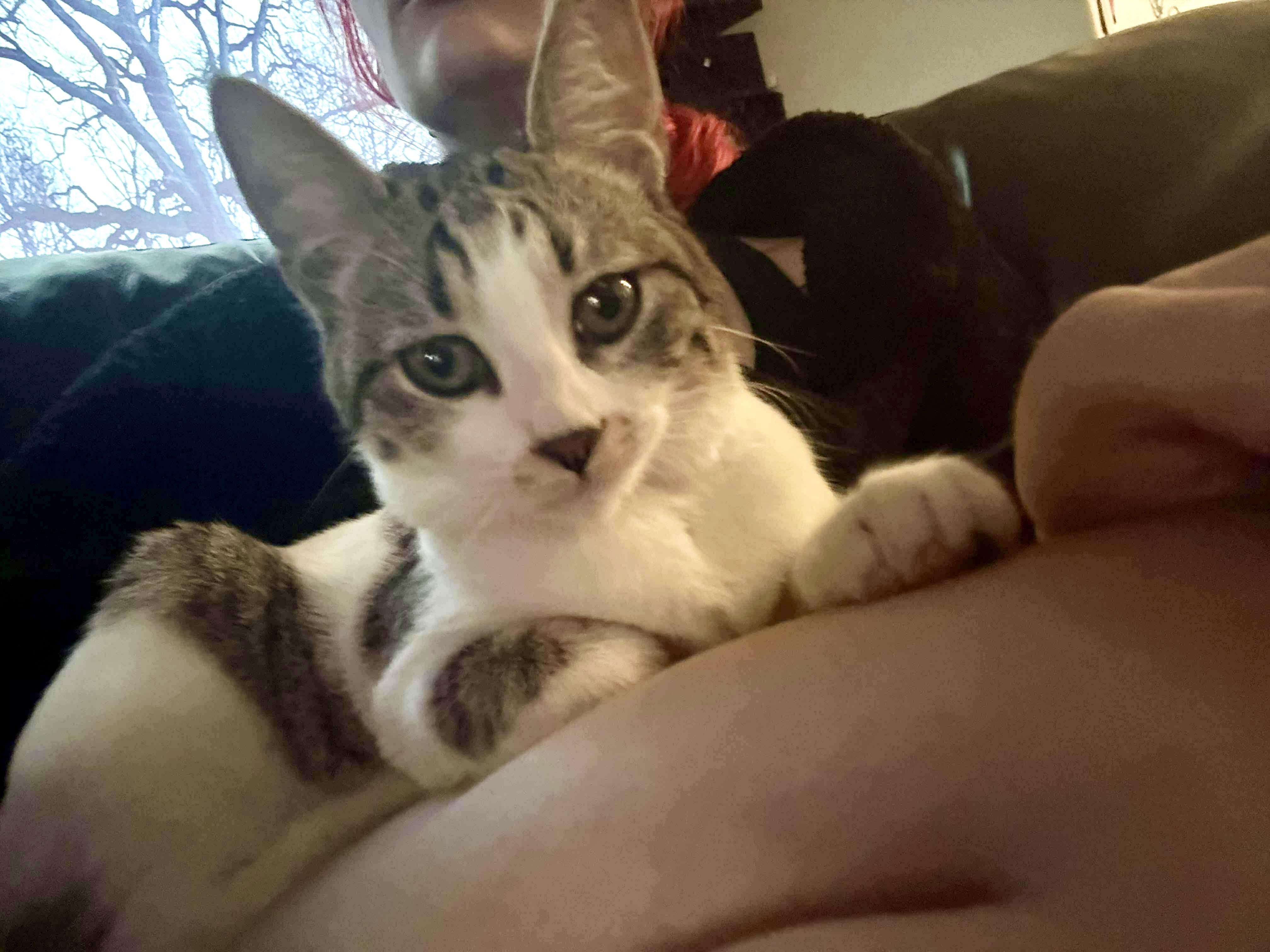 Froggy, Adoptable, Kitten Female Domestic Medium Hair.