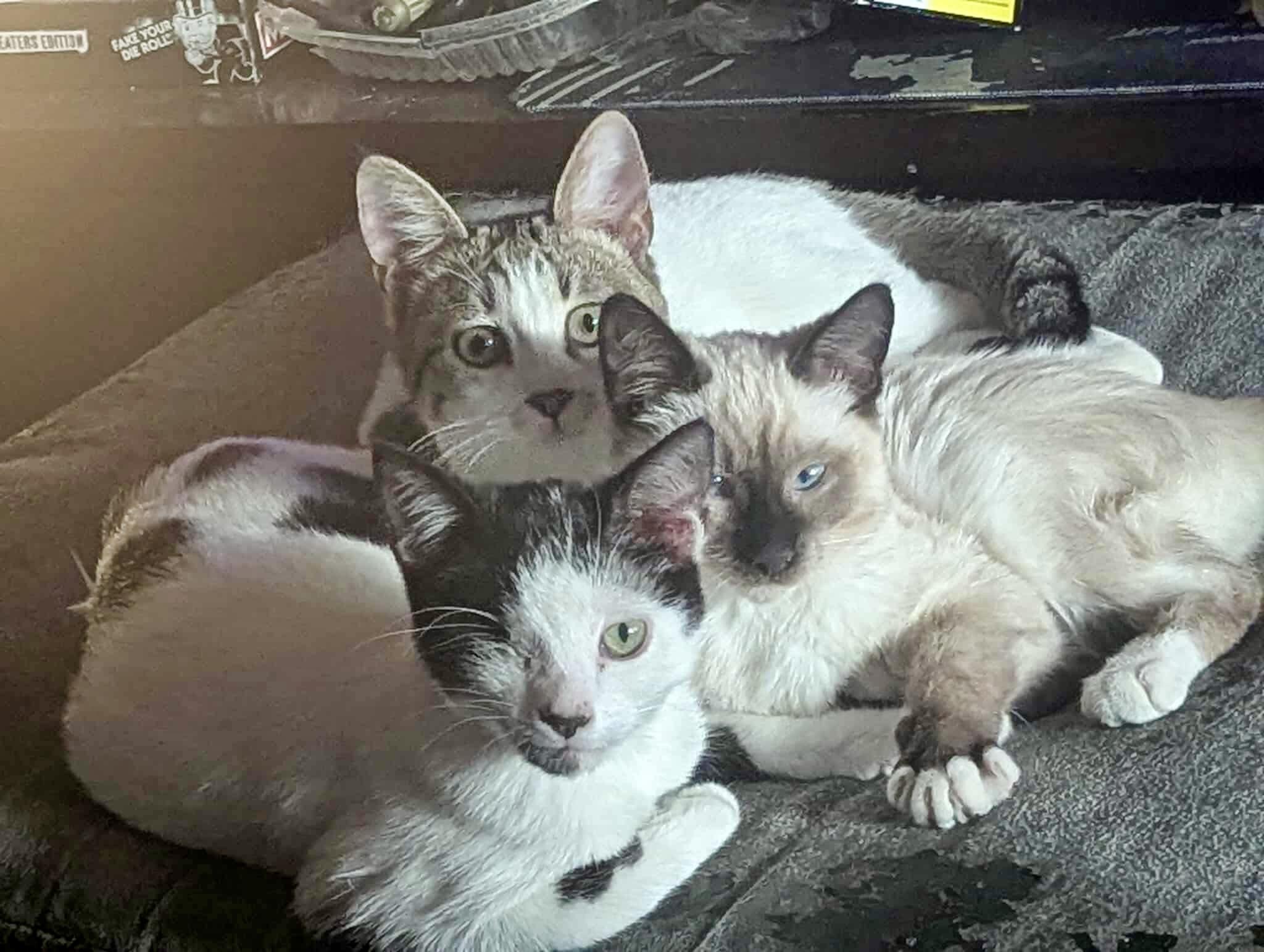 Froggy, a Adoptable Domestic Medium Hair in Las Vegas, NV image 2/3