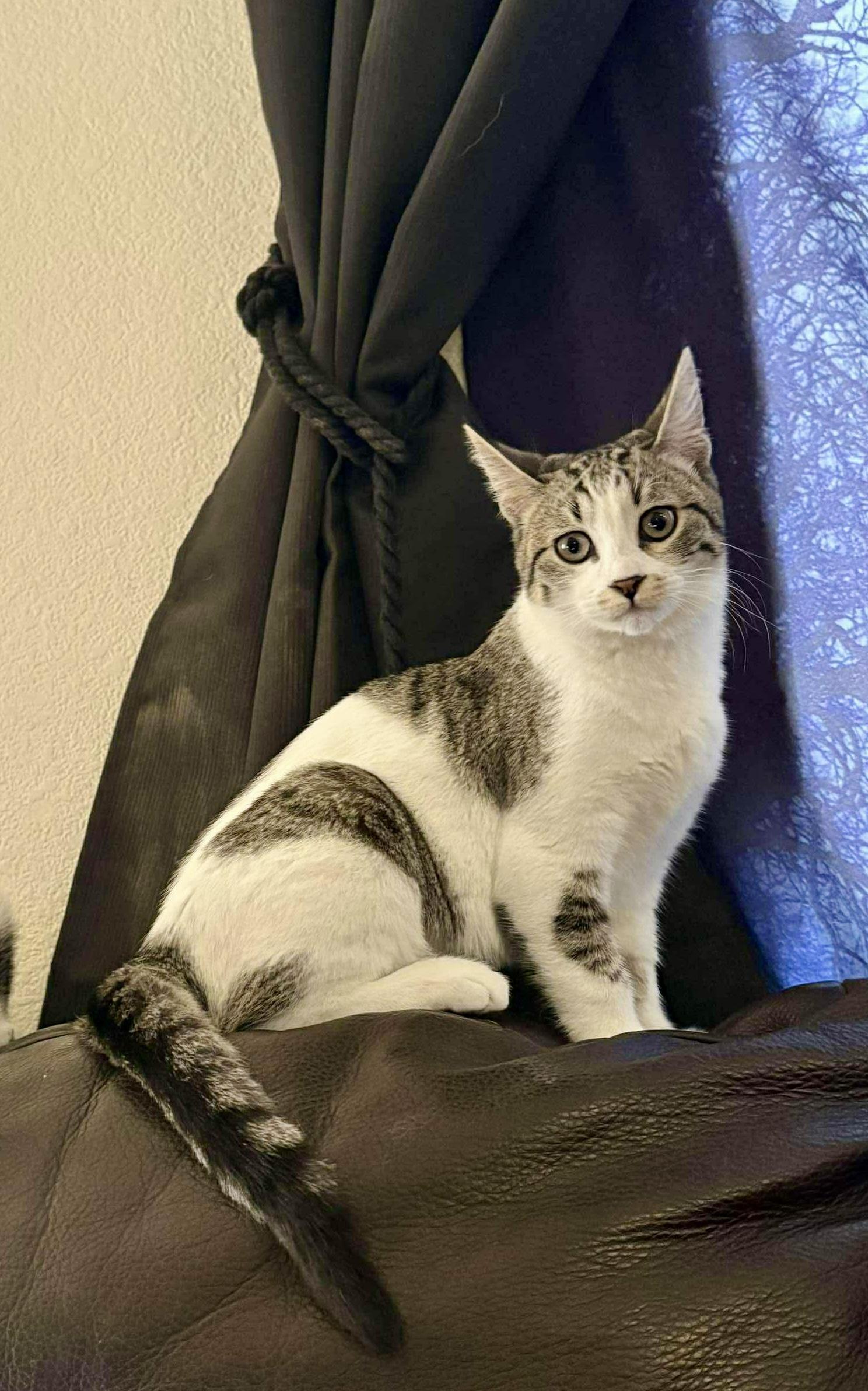 Froggy, a Adoptable Domestic Medium Hair in Las Vegas, NV image 3/3