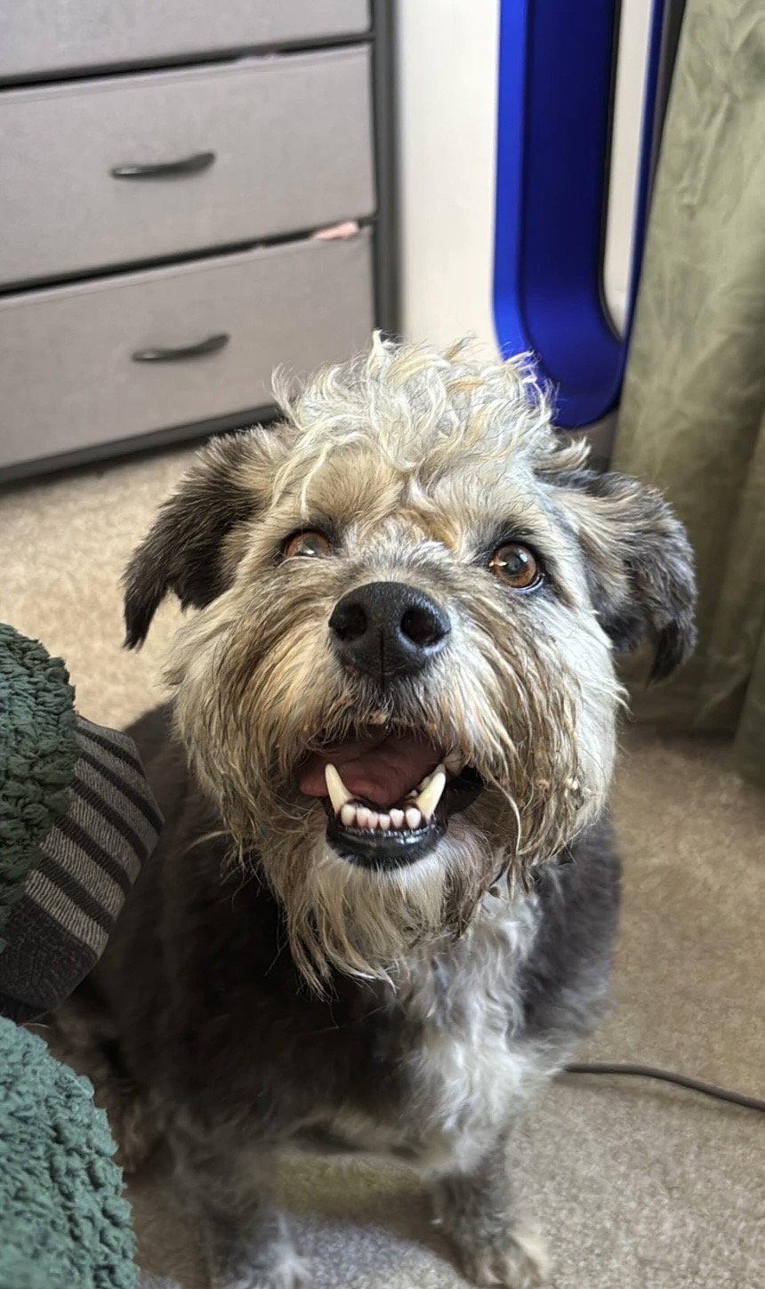 Enlarge Dusty, a Adoptable Lhasa Apso in Sunnyvale, CA image 1/1