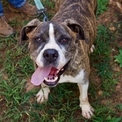 Shiloh, a Adoptable Pit Bull Terrier in Delta, AL image 1/6