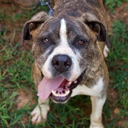 Shiloh, a Adoptable Pit Bull Terrier in Delta, AL image 2/6
