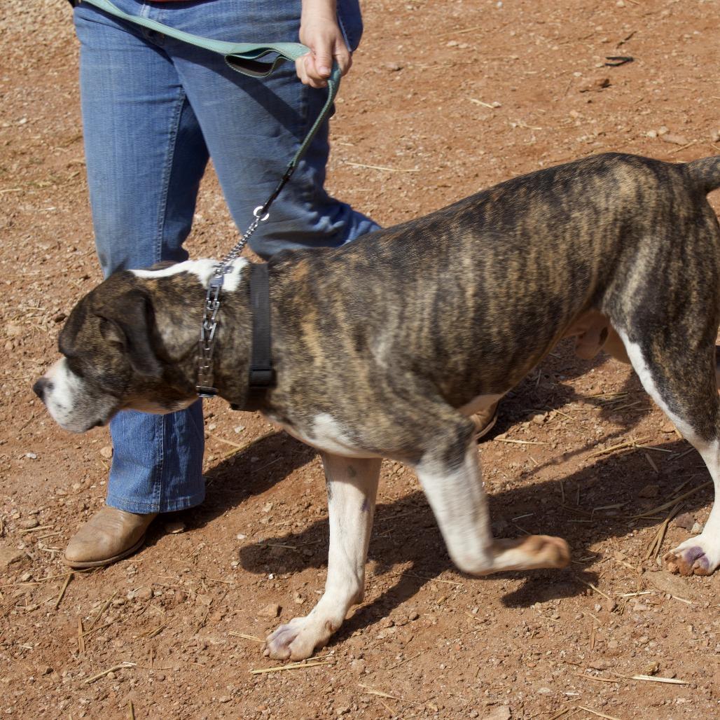 Shiloh, a Adoptable Pit Bull Terrier in Delta, AL image 3/6
