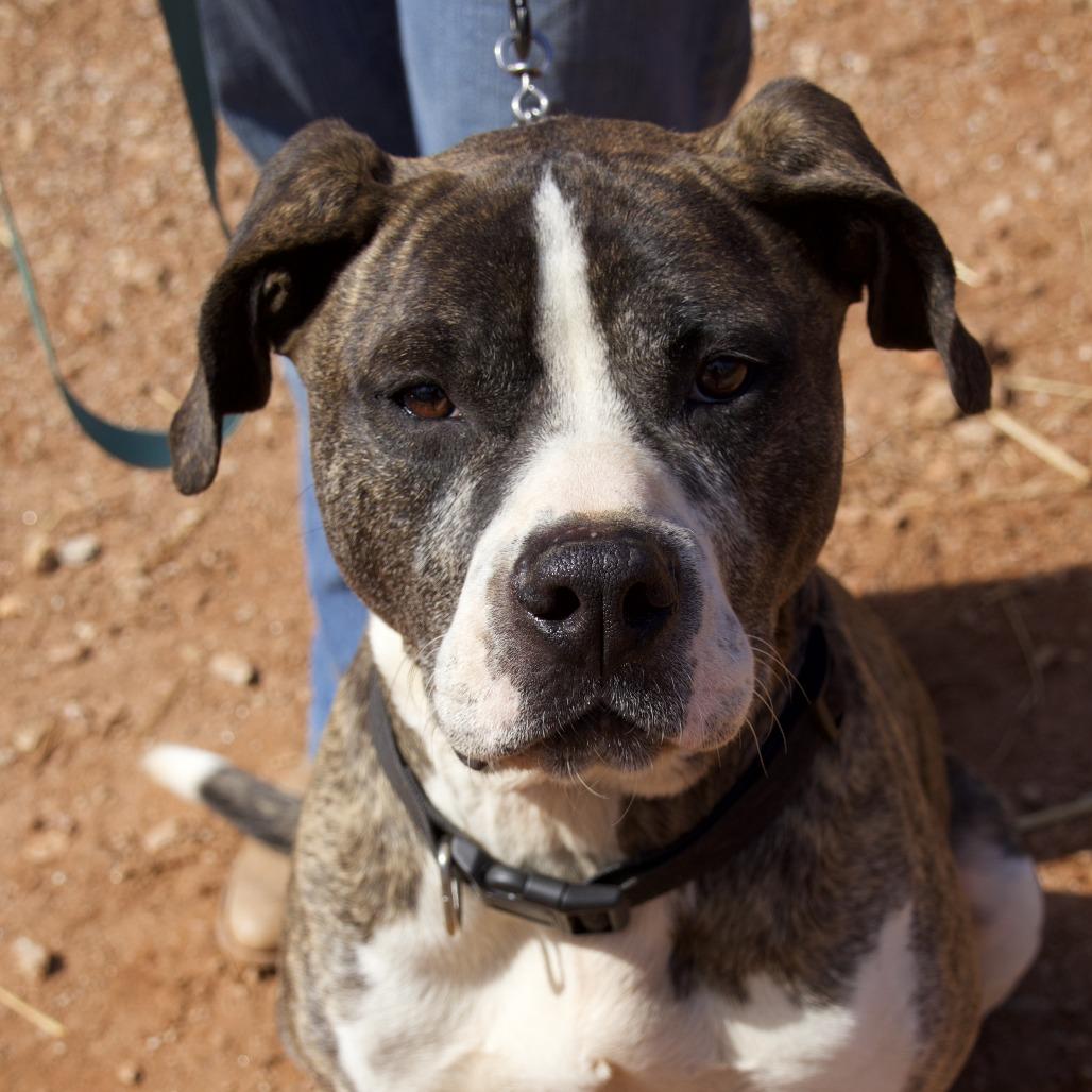 Shiloh, a Adoptable Pit Bull Terrier in Delta, AL image 4/6