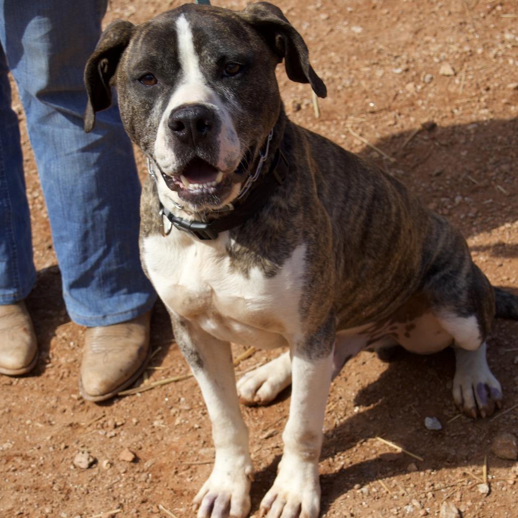 Shiloh, a Adoptable Pit Bull Terrier in Delta, AL image 5/6