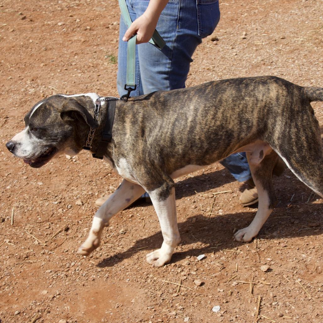 Shiloh, a Adoptable Pit Bull Terrier in Delta, AL image 6/6