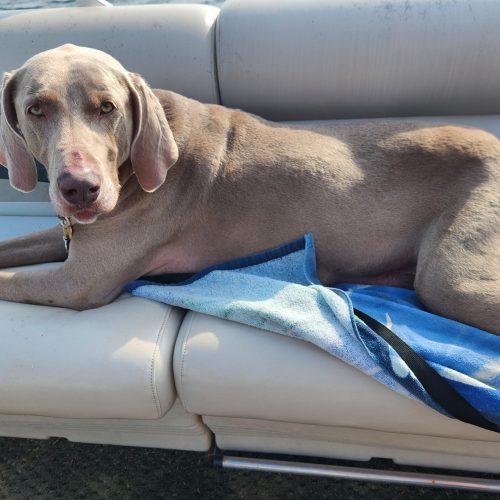 Cash, Adoptable, Adult Male Weimaraner.