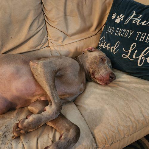 Enlarge Cash, a Adoptable Weimaraner in Grand Rapids, MI image 2/5
