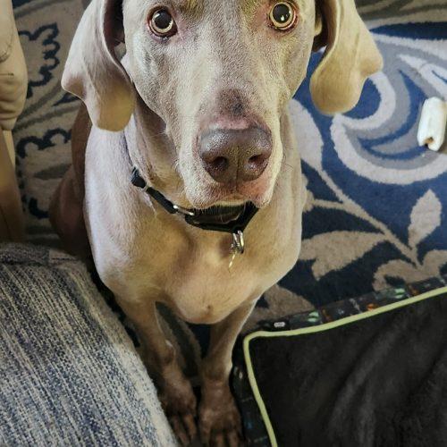 Enlarge Cash, a Adoptable Weimaraner in Grand Rapids, MI image 3/5