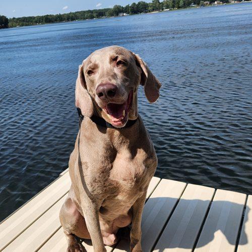 Enlarge Cash, a Adoptable Weimaraner in Grand Rapids, MI image 4/5