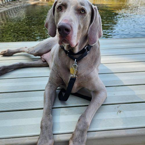 Enlarge Cash, a Adoptable Weimaraner in Grand Rapids, MI image 5/5