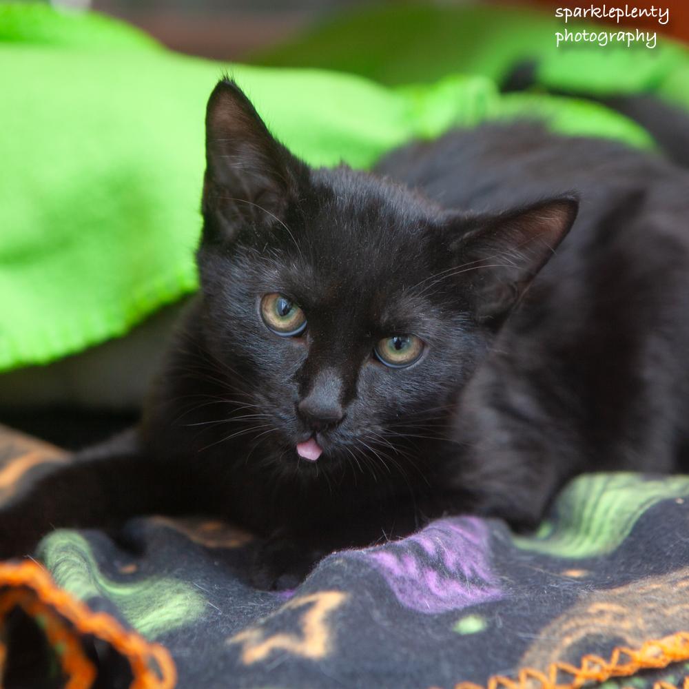 Enlarge Sneezes, an adopted Domestic Short Hair in Ridgefield, CT image 5/5