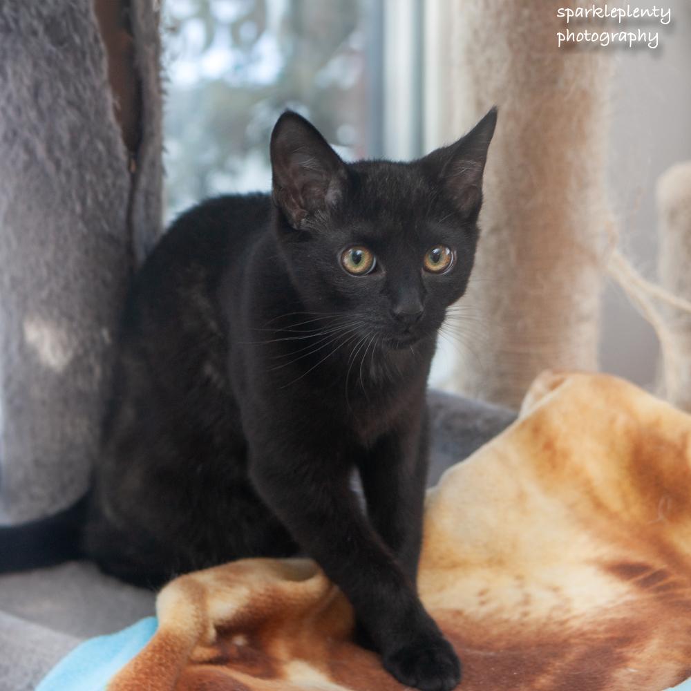 Enlarge Sneezes, an adopted Domestic Short Hair in Ridgefield, CT image 1/5