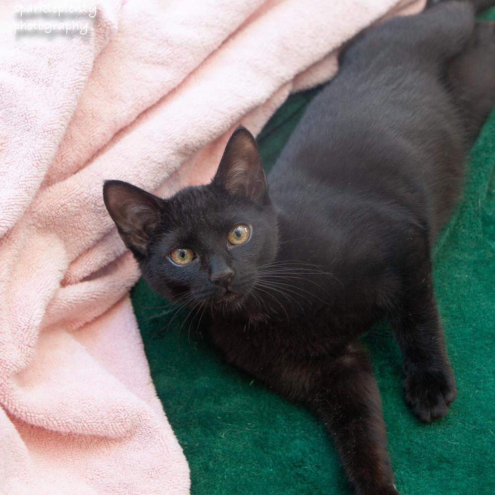 Enlarge Sneezes, an adopted Domestic Short Hair in Ridgefield, CT image 2/5