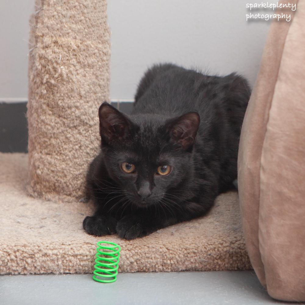 Enlarge Sneezes, an adopted Domestic Short Hair in Ridgefield, CT image 3/5