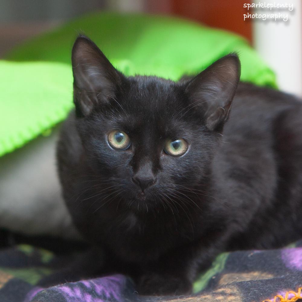 Enlarge Sneezes, an adopted Domestic Short Hair in Ridgefield, CT image 4/5