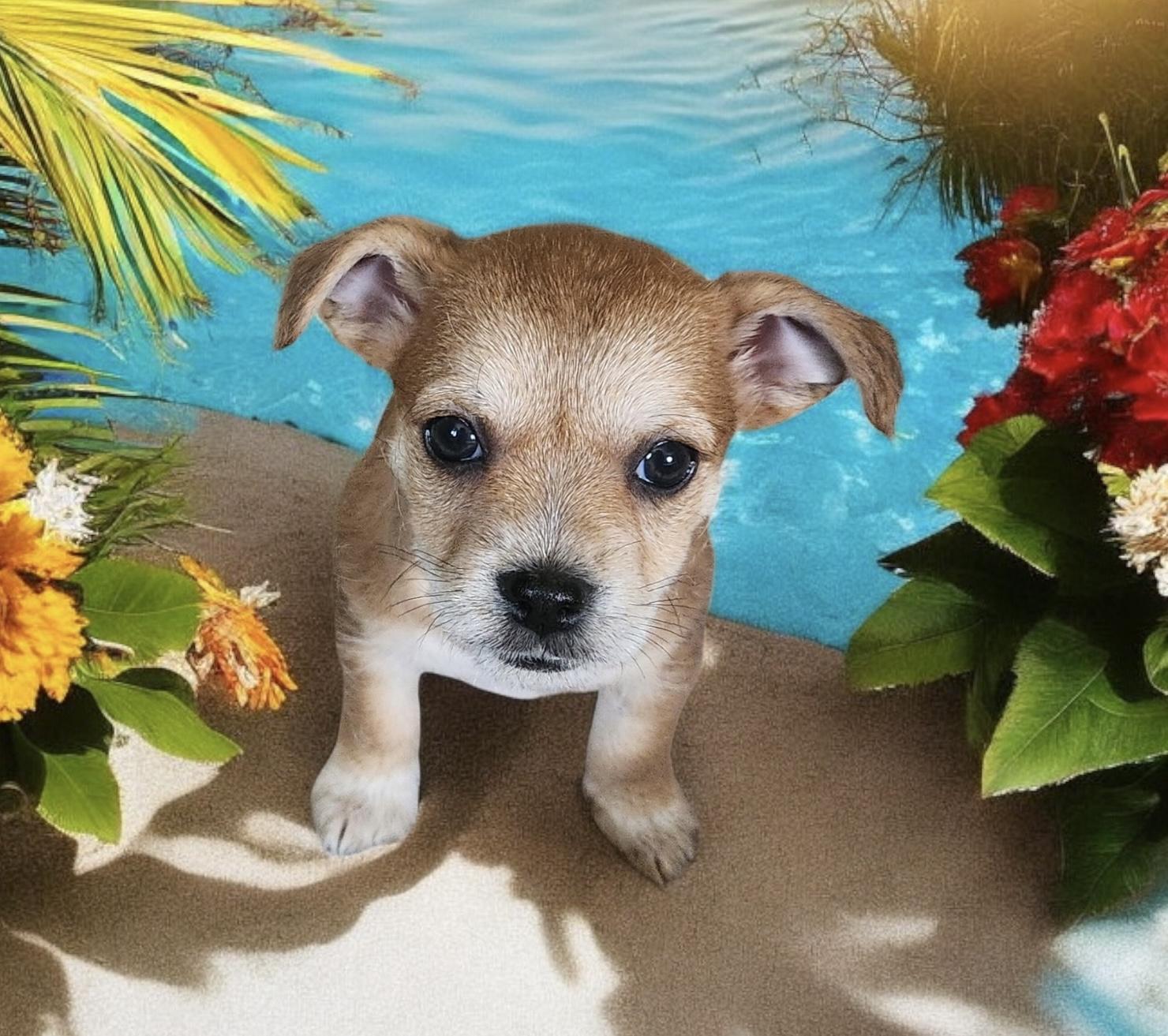 Bubbles Chiweenie Dog