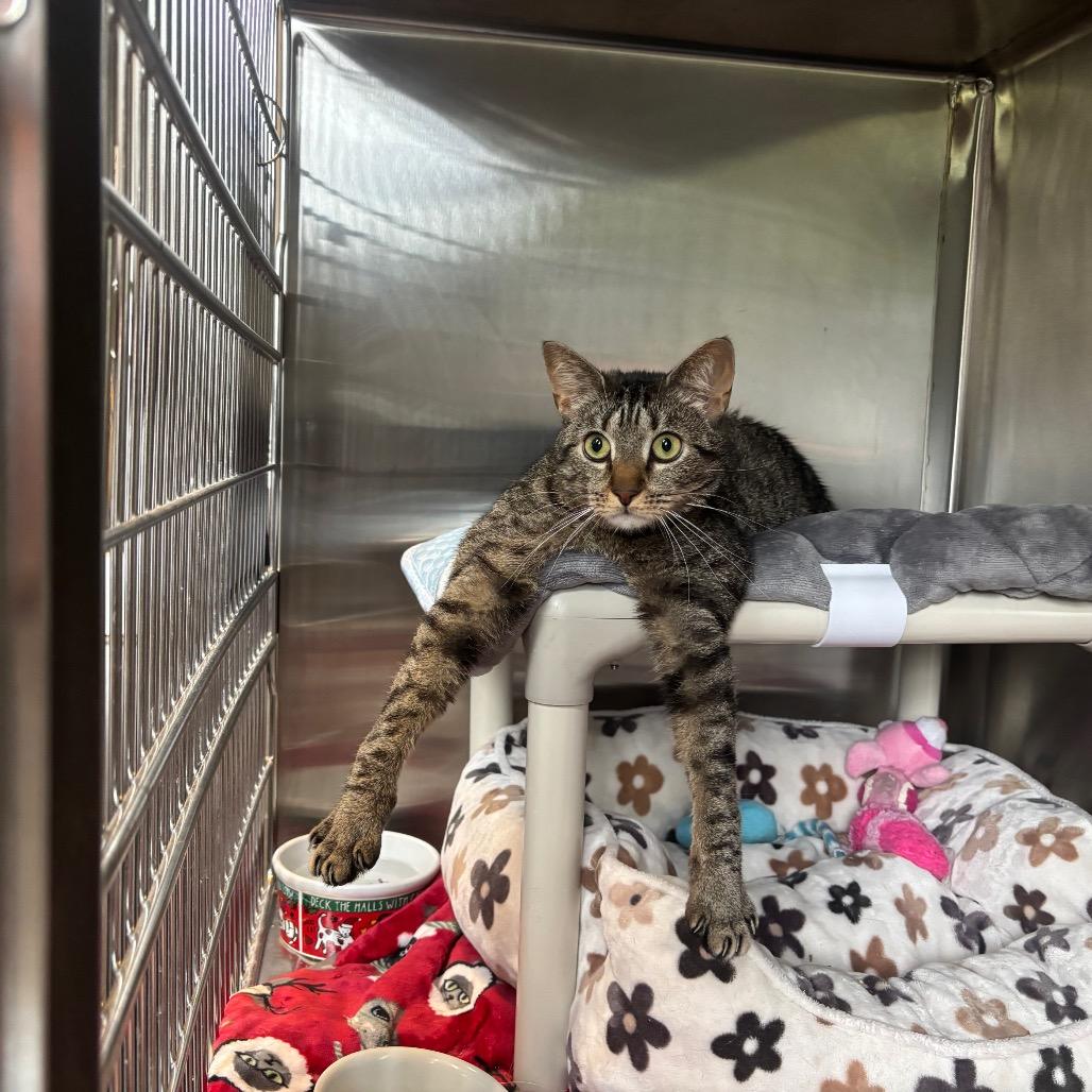 Enlarge Biscuit, a Adoptable Domestic Short Hair in Wilmington, DE image 1/3