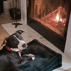 Sammich L Jackson (Sammy), a ADOPTABLE mixed breed in Little Rock, AR image 2/5