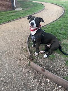 Sammich L Jackson (Sammy), a ADOPTABLE mixed breed in Little Rock, AR image 3/5